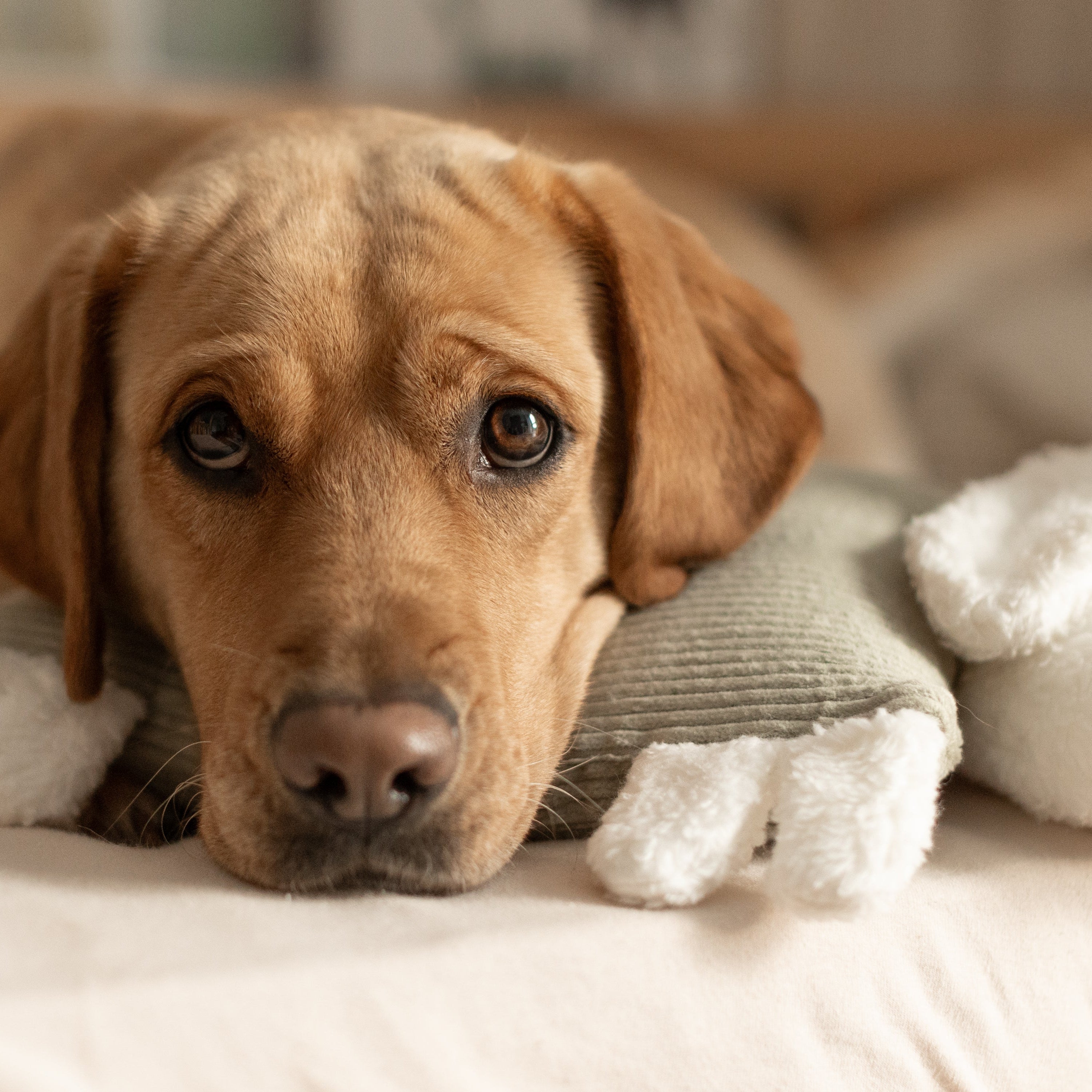Kuschelhund Musselin - NUR BEZUG